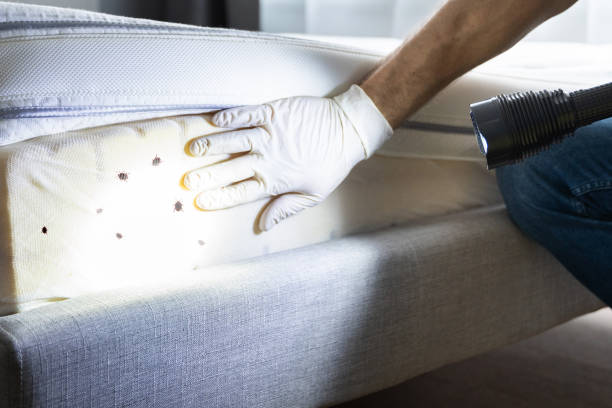 Best Affordable Pest Control Services  in Baldwin, NY